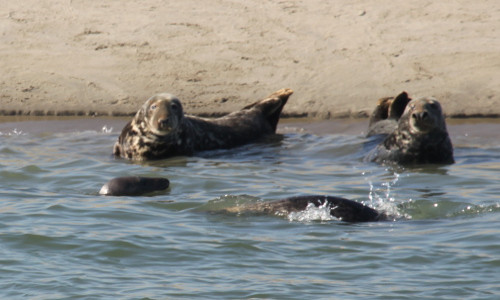 zeehonden.jpg